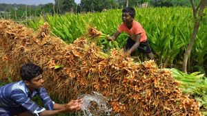 100 ஏக்கர் பரப்பளவில் மஞ்சள் ஆராய்ச்சி மையம்.. பட்ஜெட்டில் ஈரோட்டிற்கு சூப்பர் அறிவிப்பு..! 