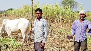 கடனில் தவிக்கும் விவசாயிகள்.. பாதி விவசாய குடும்பங்களுக்கு சராசரியாக ரூ.74,000-க்கு மேல் கடன்..! 
