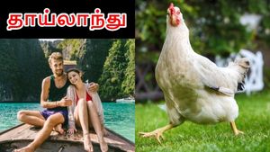 கஞ்சா கோழி.. தாய்லாந்தில் இப்போ இதுதான் டிரெண்ட்..!