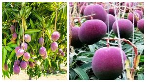 என்னாது ஒரு கிலோ ரூ.2.7 லட்சமா.. இது தான் ரொம்ப காஸ்ட்லியான மாம்பழம்? 