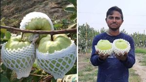 கொய்யா சாகுபடியில் ரூ.1 கோடி வருமானம்.. எம்பிஏ பட்டதாரியின் வெற்றிக்கதை! 