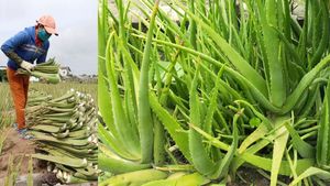 Aloe Vera விவசாயத்தில் கோடி கணக்கில் வருமானம்.. வாவ், இப்படி பிஸ்ன்ஸ் ஐடியா இருக்கா..?