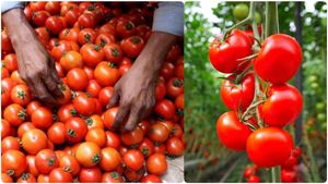 தெலுங்கானாவில் இத்தனை கோடீஸ்வரர்களா.. தக்காளி கொடுத்த ஜாக்பாட்..! 