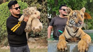 ஜாலியாக புலியுடன் வாக்கிங் சென்ற சிறுவன்.. பாகிஸ்தான் யூடியூபரின் டிரென்டிங் வீடியோ..! 