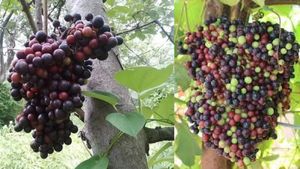 கொல்லைப்புறத்தில் வெளிநாட்டு பழங்களை விளைவித்து.. 