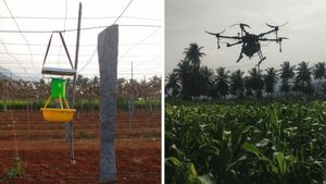 தண்ணீர் இல்லை, மணல் கிடையாது.. அலமாரியில் சோளம் விளைவிக்கும் நாமக்கல் விவசாயி..!! 