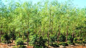  சந்தன மரம் வளர்த்து ஆண்டுக்கு ரூ.5 கோடி சம்பாதிப்பது எப்படி?