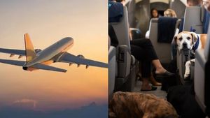 நாய்களுக்கென பிரத்யேகமாக விமான சேவை நிறுவனம்.. கட்டணம் எவ்வளவு தெரியுமா?