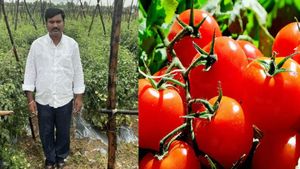 தக்காளி சாகுபடியில் கோடிகளை அள்ளும் தெலங்கானா வியாபாரியின் சாதனை ரகசியம்..!