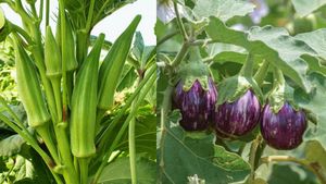  காய்கறி சாகுபடியில் கலக்கும் இளம் விவசாயி.. மாதம் ரூ. 50,000 சம்பாதித்து அசத்தல்! 