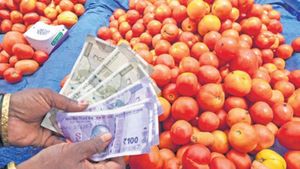  தக்காளி சாகுபடியில் இவ்வளவு லாபமா? மாதம் லட்சத்தில் சம்பாதிக்கலாம்.. எப்படின்னு தெரியுமா?