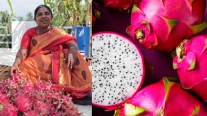  உரமில்லா விவசாயம் தெரியும்.. அதென்ன மண்ணில்லா விவசாயம்? டிராகன் பழ சாகுபடியில் அசத்தும் பெண்! ஆஹா!