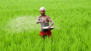  அதிக விலைக்கு விற்பனை செய்யப்படும் உரம்! வேளாண் அதிகாரிகளின் துணையோடு நடக்கிறதா? விவசாயிகள் சோகம்!