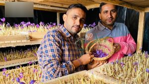  225 சதுர அடியில் விவசாயம்! குங்குமப்பூ உற்பத்தியில் சாதனை! 1 கிலோ ரூ.5 லட்சத்துக்கு விற்பனை!