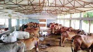 மாட்டு பண்ணை நடத்தி 50 லட்சம் வரை வருமானம் ஈட்டும் பெண்கள்..! 