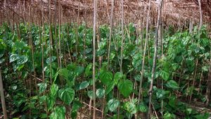 இயற்கையான முறையில் வெற்றிலை விவசாயம்.. 3 லட்சம் ரூபாய் வருமானம்!!