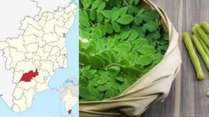 மதுரையில் முருங்கை ஏற்றுமதிக்கான சிறப்பு மையம்.. முருங்கை இலை பொடிக்கு இவ்வளவு டிமாண்ட்டா?