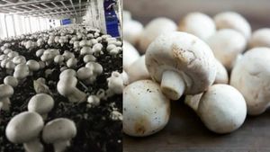 காளான் வளர்ப்பில் சாதிப்பது எப்படி? லட்சக்கணக்கில் பணம் சம்பாதிக்க சூப்பர் டிப்ஸ்..!!