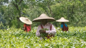 Matcha டீ -  ஒரு கிலோ ரூ.20,000.. இந்திய விவசாயிகளுக்கு கிடைத்த ஜாக்பாட்.. என்னவெல்லாம் நடக்குது தெரியுமா..?!