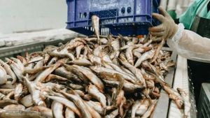 கடல் உணவு பங்குகள்.. முதலீட்டாளர்களே இந்த 3 பங்குகளின் மீது ஒரு கண் வையுங்க.!!