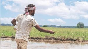 பட்ஜெட்டில் விவசாயிகள் என்னென்ன அறிவிப்புகளை எதிர்பார்க்கிறார்கள்? கடந்த கால அறிவிப்புகள் என்ன ஆனது?