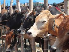 గొడ్డు మాంసం ఎగుమ‌తులు త‌గ్గాయ్‌