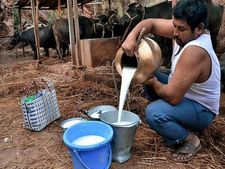 పాలు అమ్ముతూ నెలకి లక్షలు సంపాదిస్తున్న గ్రామస్థులు! ఇంతకీ ఏ గ్రామంలో తెలుసా?
