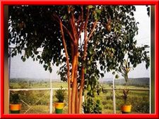 చెట్టు కోసం 15 లక్షలు ఖర్చు పెడుతున్న ప్రభుత్వం  24గంటలు సెక్యూరిటీ! ఏంటో మీరే చూడండి.
