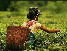 ఈ అసోం గోల్డ్ టీ 'బంగారమే', కిలో రూ.50,000