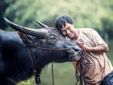 ఇక ఆవులకూ ఆధార్ నెంబర్ ! జోక్ కాదు నిజమే