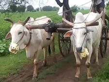 చలాన్ షాకింగ్: ఎడ్లబండికి రూ.1,000 జరిమానా, ఏం జరిగిందంటే?