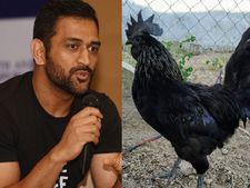 ధోని కోళ్ళ వ్యాపారానికి బర్డ్ ఫ్లూ సెగ..కడక్‌నాథ్, గ్రామప్రియ కోళ్ల ఆర్డర్లు రద్దు 