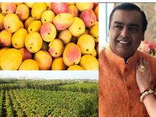 Mukesh Ambani: ముఖేష్ అంబానీ మామిడి తోట కథ మీకు తెలుసా.. ఫుల్ డిమాండ్.. ఎంత లాభమో.. 