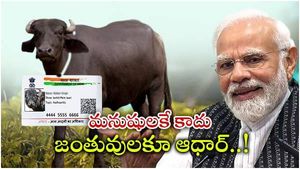 Aadhaar: మనుషుల్లాగా గేదెలకు ఆధార్ కార్డ్.. వెల్లడించిన ప్రధాని మోదీ.. రైతులకు మేలు..