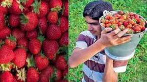 Success Story: దుబాయ్‌లో జాబ్ మానేసి ఇండియాకు.. వ్యాపారంతో లక్షలు సంపాదిస్తున్న యువకుడు..