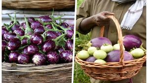 Farmer: రైతన్నపై వంకాయ బాంబు..! పంట అమ్మితే ఇంత దారుణమా..? అయ్యో..