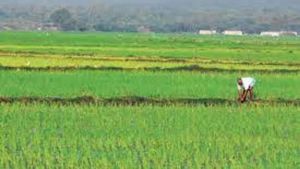 వ్యవసాయంలో సత్తా చాటుతున్న తెలుగు రాష్ట్రాలు.. ఆంధ్ర, తెలంగాణ ర్యాంకులు ఎంతంటే..