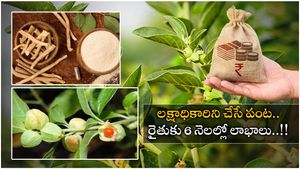 Business Ideas: పండు నుంచి బెరడు వరకు పైసలే.. ఖరీఫ్‌లో సాగు చేస్తే సిరుసే..
