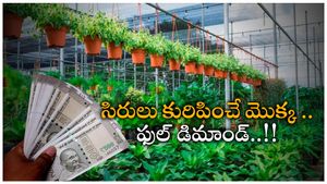 Business Ideas: లక్షలు కురిపించే మెుక్కలు.. ఒక్కసారి సాగుతో రూ.10 లక్షలు ఆదాయం