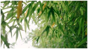 Business Ideas: ఒక్కసారి మెుక్క నాటితే 40 ఏళ్లు ఆదాయం.. మార్కెట్లో ఫుల్ డిమాండ్..