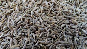 Jeera Prices: బంగారంలా మారిన జీలకర్ర.. ఘాటెక్కిన రేటు.. పూర్తి వివరాలు..