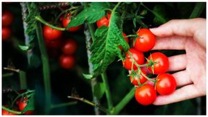 Business Ideas: ఈ టమాటా పండిస్తే ఎకరానికి రూ.2 లక్షలు లాభం.. పూర్తి వివరాలు..