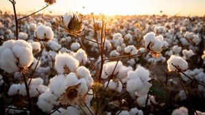  Cotton Prices: మంచి రుతుపవనాల్లో పత్తి రైతుల ఆందోళన.. పూర్తి వివరాలు..