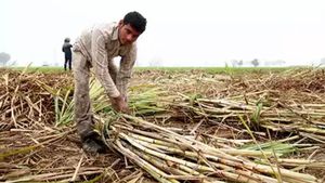 Ethanol: చెరకు నుంచి ఇథనాల్ తయారీపై ఉన్న నిషేధం ఎత్తివేత.. 