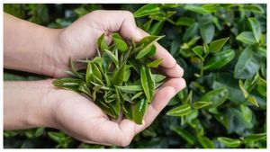 భారత తోటల్లో జపనీస్ మాచా: రైతుల ఆదాయానికి సరికొత్త దారి!