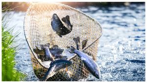 చేపల ఎగుమతులపై పన్నులు పెరగడంతో మత్స్యకారులకు ఎదురవుతున్న సవాళ్లు