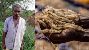 రొయ్యల సాగు రైతులపై  ట్రంప్ సుంకాల పిడుగు.. అప్పుల ఊబిలో చిక్కుకుని విలవిల..