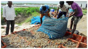 ఒక్కసారిగా రూ.25,000 కోట్ల నష్టం… ఆంధ్ర రొయ్యల రంగం భవిష్యత్తుని చంద్రబాబు కాపాడగలరా?