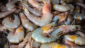 8 ఏళ్ల తర్వాత ఆంధ్రా రొయ్యలకు ఆస్ట్రేలియా గ్రీన్ సిగ్నల్‌..షరతులు వర్తిస్తాయి..