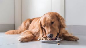 పెట్ ఫుడ్ ఇండస్ట్రీలోకి అడుగు పెట్టిన రిలయన్స్! ఈ కొత్త బ్రాండ్ ప్రత్యేకతలేంటంటే..